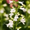 Penstemon 'Pensham Wedding Day' -GardenJoy Sales Store PENS V66449 A h