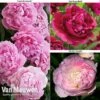 Peony Collection -GardenJoy Sales Store PEO V73269 A
