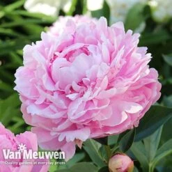 Peony Collection -GardenJoy Sales Store PEO V73269 B