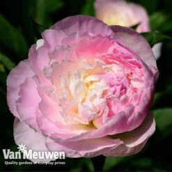 Peony Collection -GardenJoy Sales Store PEO V73269 C