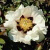 Tree Peony Rockii -GardenJoy Sales Store PEON V13532 A h