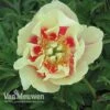 Peony Itoh 'Border Charm' 2 Peony Itoh 'Border Charm' -GardenJoy Sales Store PEON V81261 A
