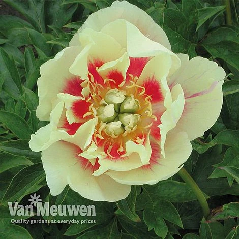 Peony Itoh 'Border Charm' 3 Peony Itoh 'Border Charm'