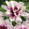 Peony Itoh 'Cora Louise' -GardenJoy Sales Store PEON V81264 A