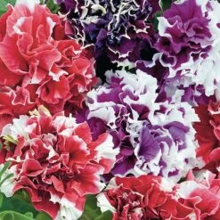 Petunia 'Orchid-Flowered Mixed' F1 Hybrid Success Kit 6 Petunia 'Orchid-Flowered Mixed' F1 Hybrid Success Kit -GardenJoy Sales Store PETU 71792V A h