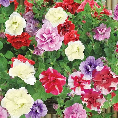 Petunia (Trailing) Trade Bedding Pack 3 Petunia (Trailing) Trade Bedding Pack