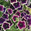 Petunia 'Cascadia Rim Magenta' -GardenJoy Sales Store PETU V48226 A h