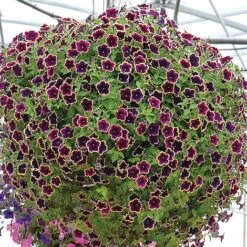 Petunia 'Cascadia Rim Magenta' -GardenJoy Sales Store PETU V48226 B h