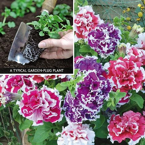 Petunia 'Orchid-Flowered Mixed' F1 Hybrid Success Kit 5 Petunia 'Orchid-Flowered Mixed' F1 Hybrid Success Kit - Image 3