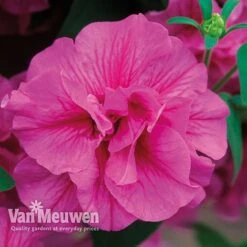 Petunia 'Frills & Spills™ Mixed' -GardenJoy Sales Store PETU VKA1199 F