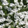 Phlox Douglasii 'White Admiral' 1 Phlox Douglasii 'White Admiral' -GardenJoy Sales Store PHLO V59660 A h