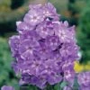 Phlox 'Laura' -GardenJoy Sales Store PHLO V66455 A h