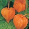 Physalis Alkekengi Var. Franchetii -GardenJoy Sales Store PHYS V65784 A h