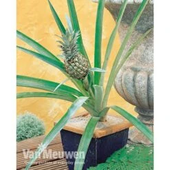 Pineapple Plant -GardenJoy Sales Store PINE V80761 A h
