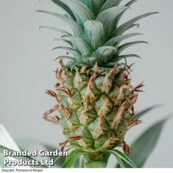 Pineapple Plant -GardenJoy Sales Store PINE PINEAPPLE KB1980 A