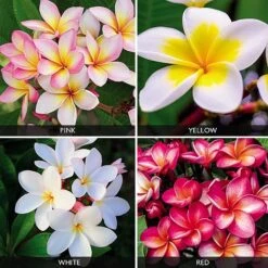 Plumeria Collection