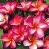 Plumeria 'Red' 2 Plumeria 'Red' -GardenJoy Sales Store PLUM V70598 A h