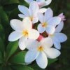 Plumeria 'White' -GardenJoy Sales Store PLUM V70599 A h