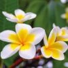 Plumeria 'Yellow' -GardenJoy Sales Store PLUM V70600 A h
