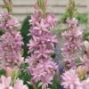 Polianthes Tuberosa 'Pink Sapphire' -GardenJoy Sales Store POLI V49118 A h