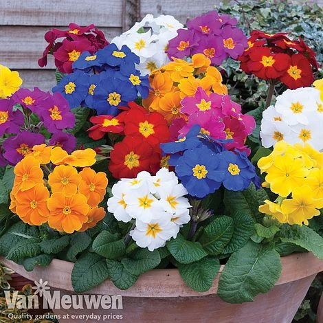 Polyanthus 'Crescendo' 4 Polyanthus 'Crescendo' - Image 2