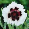 Poppy 'Royal Wedding' -GardenJoy Sales Store POPP V59516 A h