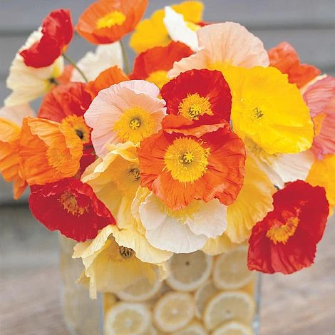 Poppy 'Gartenzwerg' 4 Poppy 'Gartenzwerg' - Image 2