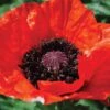 Poppy 'Beauty Of Livermere' -GardenJoy Sales Store POPP V65694 A h