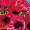 Poppy 'Fruit Punch' -GardenJoy Sales Store POPP V65698 A h