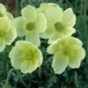Poppy 'Pacino' -GardenJoy Sales Store POPP V65700 A h