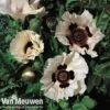 Poppy 'Checkers' 1 Poppy 'Checkers' -GardenJoy Sales Store POPP V65708C A
