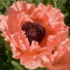 Poppy 'Prinzessin Victoria Louise' -GardenJoy Sales Store POPP V65712 A h