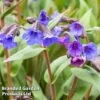 Pulmonaria 'Blue Ensign' -GardenJoy Sales Store PULM T62252 A