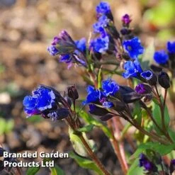 Pulmonaria 'Blue Ensign' -GardenJoy Sales Store PULM T62252 C