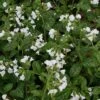 Pulmonaria 'Sissinghurst White' -GardenJoy Sales Store PULM V59668 A h