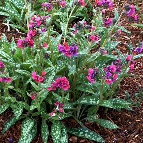 Pulmonaria 'Raspberry Splash' 3 Pulmonaria 'Raspberry Splash'