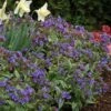 Pulmonaria 'Trevi Fountain' -GardenJoy Sales Store PULM V63490 A h
