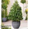 Bay Pyramid 2 Bay Pyramid -GardenJoy Sales Store PYRA BAYTREE U43520
