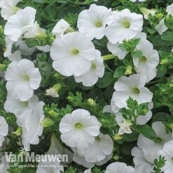 Petunia 'Surfinia' Pre-Planted Basket -GardenJoy Sales Store Petunia Surfinia White TMHF 8