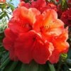 Azalea 'Geisha Orange' -GardenJoy Sales Store RHOD V59229 A h