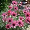Rhodanthemum 'Pretty In Pink' -GardenJoy Sales Store RHOD V64398 A h