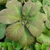 Rodgersia Aesculifolia 1 Rodgersia Aesculifolia -GardenJoy Sales Store RODG V59670 A h