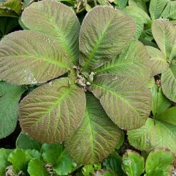 Rodgersia Aesculifolia