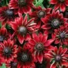 Rudbeckia Hirta 'Cherry Brandy' -GardenJoy Sales Store RUDB 69017V A h