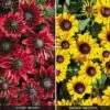 Rudbeckia Collection -GardenJoy Sales Store RUDB V52751 A h