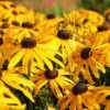 Rudbeckia Fulgida 'Early Bird Gold' -GardenJoy Sales Store RUDB V58784 A h