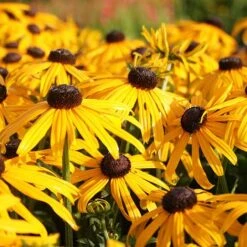Rudbeckia Fulgida 'Early Bird Gold'