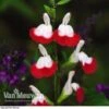 Salvia 'Hot Lips' 1 Salvia 'Hot Lips' -GardenJoy Sales Store SALV V59108 A