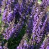 Salvia Nemorosa 'Marcus' -GardenJoy Sales Store SALV V59672 A h