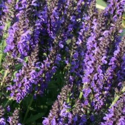 Salvia Nemorosa 'Marcus'
